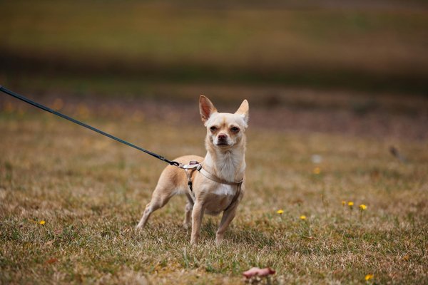 How Can Smart Traffic Lights Be Used to Optimize Traffic Flow in UK Cities?