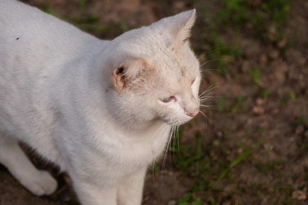 How can sports dietitians create meal plans to optimize muscle recovery after training?